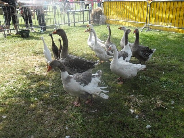 fete ane 2014 (68).jpg